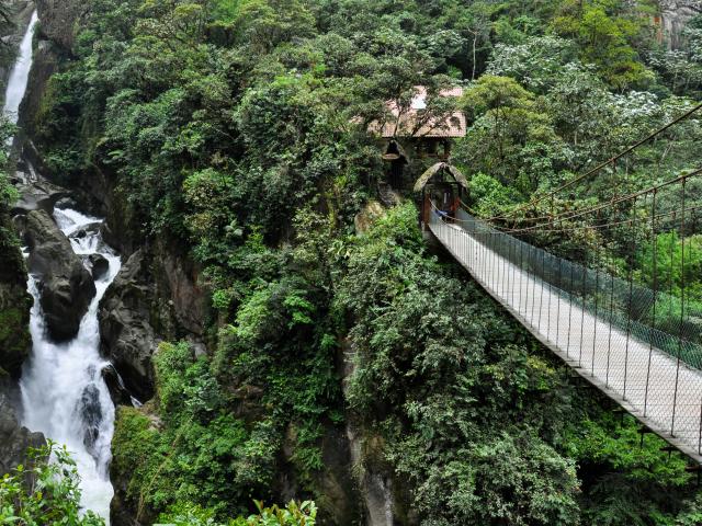 Get up into the rainforest canopy