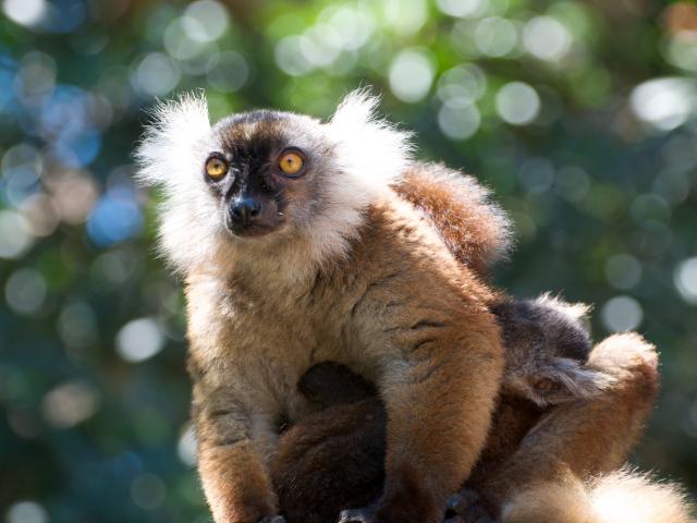 Track Lemurs through the Island's Jungle