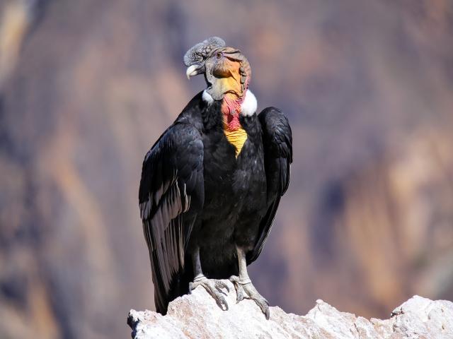 Spot the magnificent Andean condor