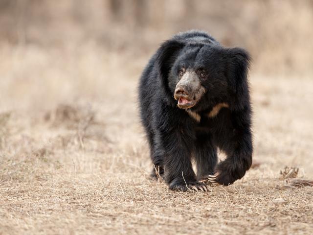 See sloth bears in a sanctuary