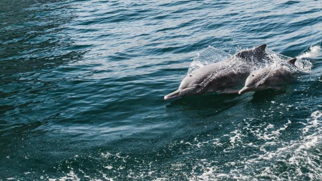Seek out dolphins in Muscat Bay