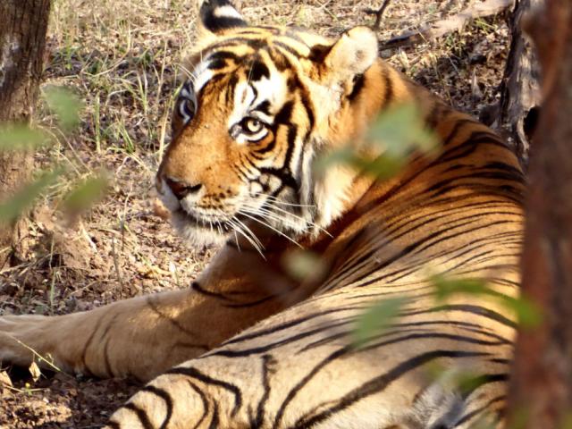 Spotting Tigers in Ranthambore National Park