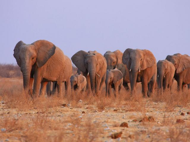 WILDLIFE OPPORTUNITIES IN NAMIBIA