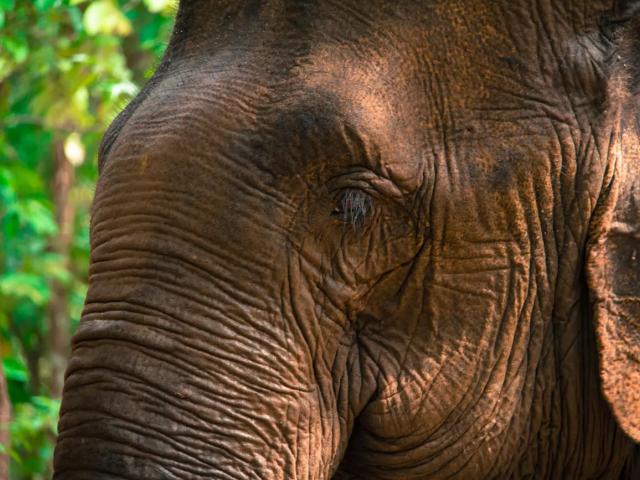 AN ELEPHANT IN CAMBODIA: SAMBO'S SURVIVAL