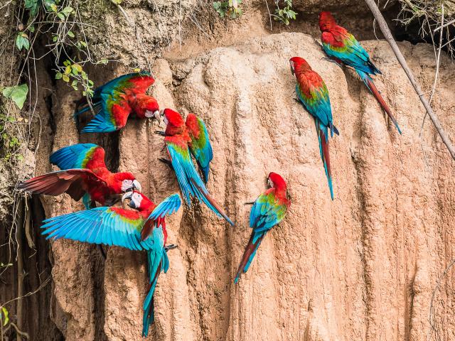 See parrots by the hundreds