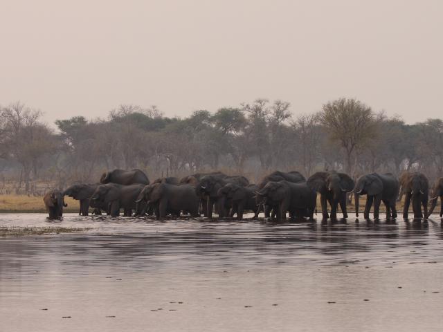Encounter huge herds of elephant
