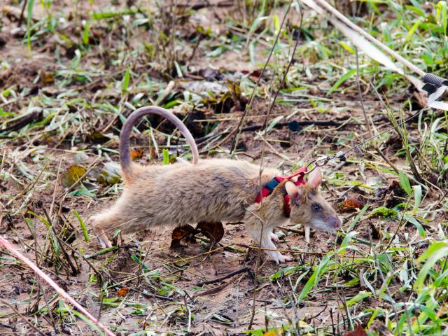 Meet the hero rodents of Cambodia