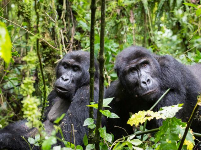 Gorillas in Africa's Midst