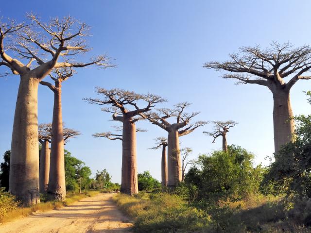 Walk down the Avenue of the Baobabs