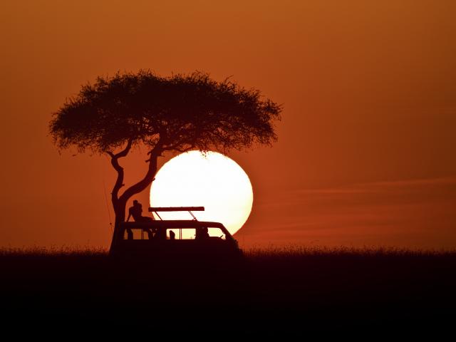 Take a night drive safari