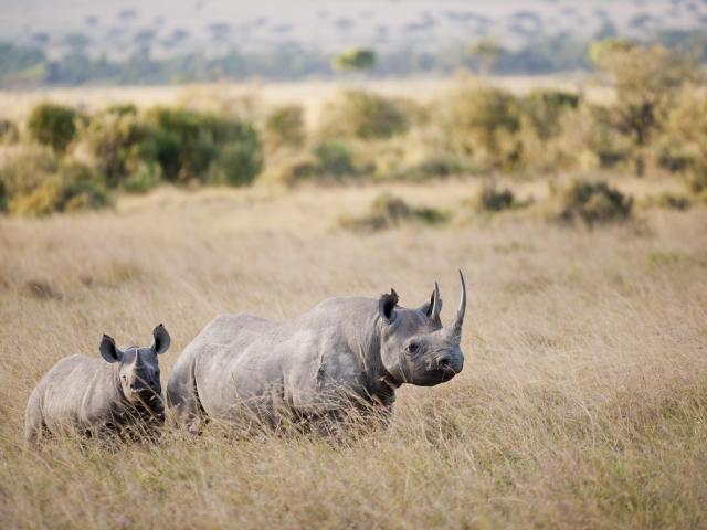 Track rhino on foot