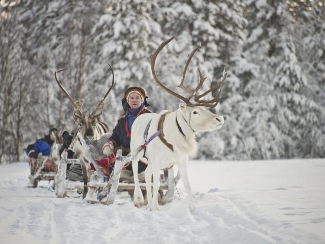 Meet a local Sami Reindeer herder