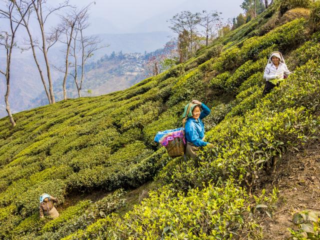 Discover Darjeeling's tea