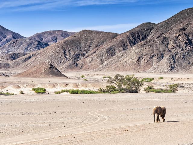 Search for desert adapted wildlife