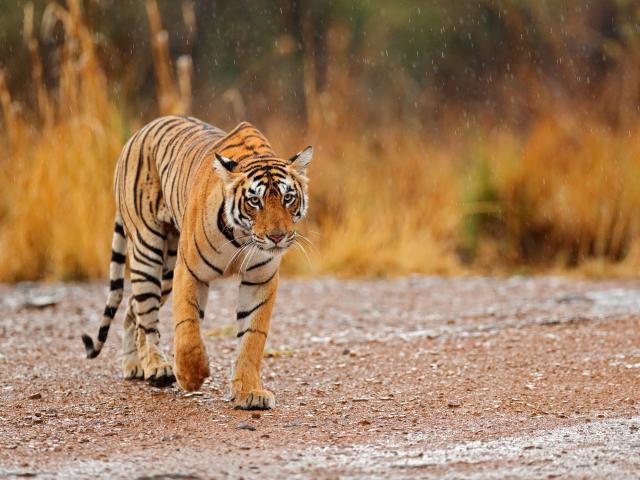 Spot a Bengal tiger on safari