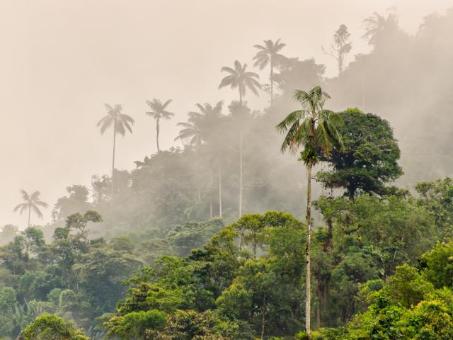 Explore Andean cloud forests