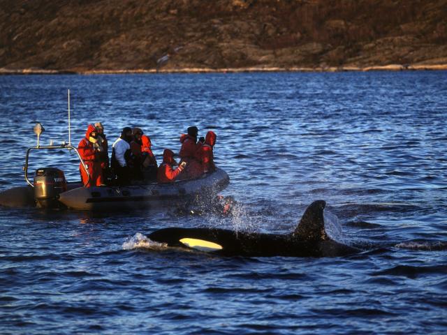 Search for whales on a fjord safari