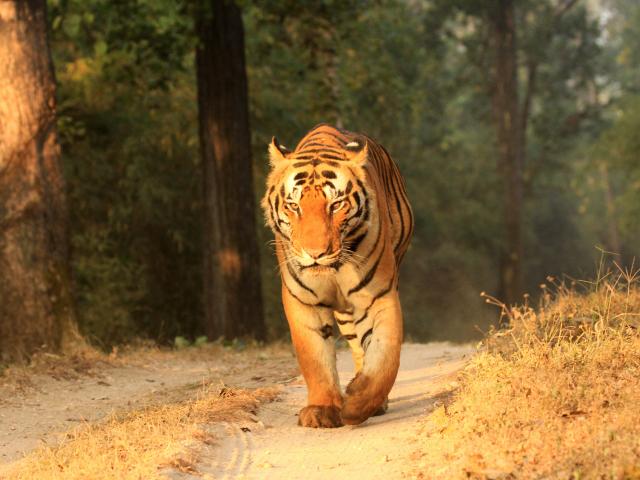 Go in search of tigers