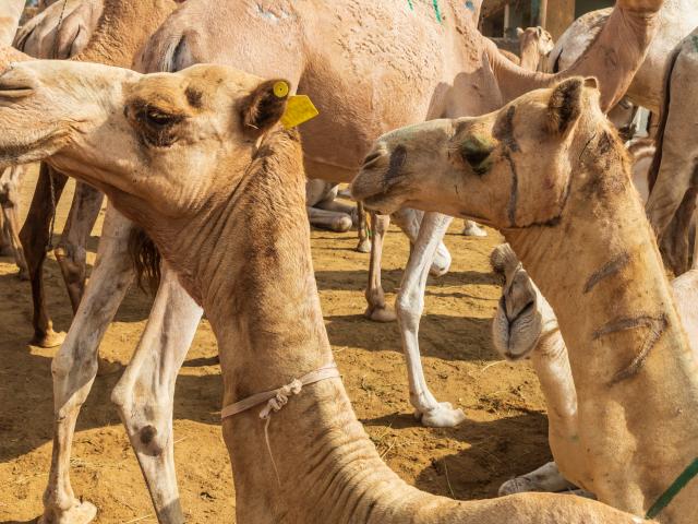Visit the local camel market