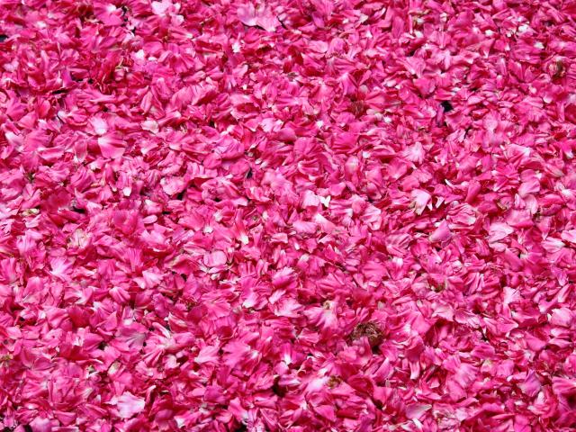 Celebrate The Rose Festival