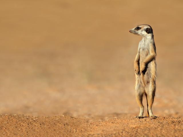 Get that perfect shot of a meerkat