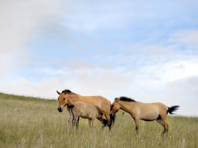 Visit the wild horses