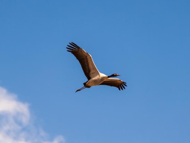 Marvel at black-necked cranes