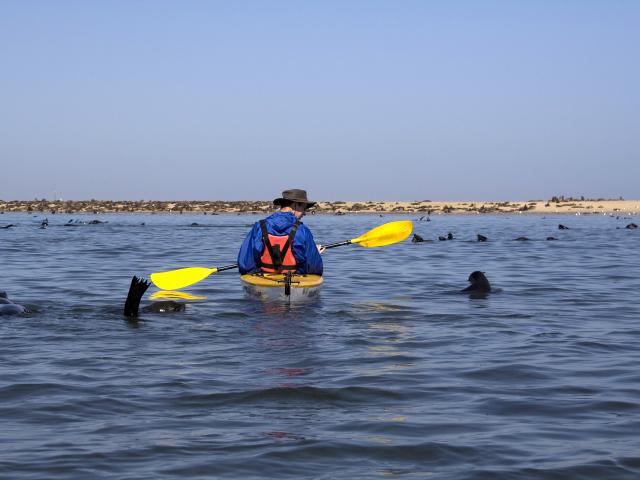Kayak around Pelican Point