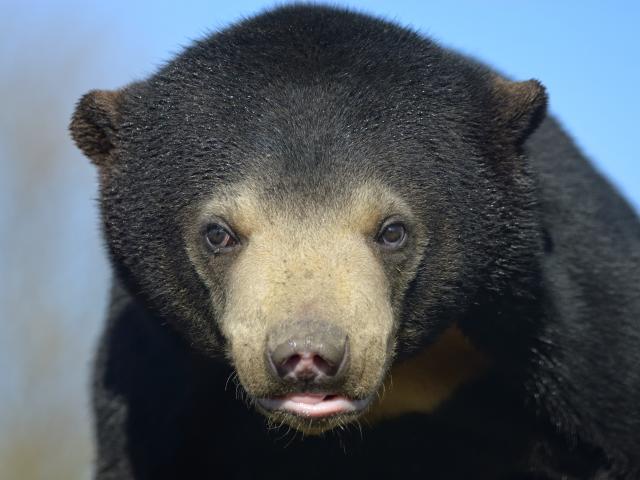 Spend the day with sun bears