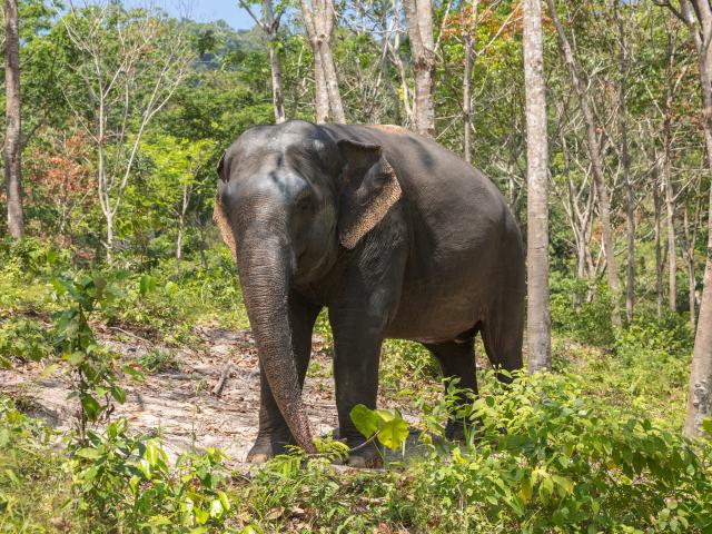 Visit Phuket Elephant Sanctuary
