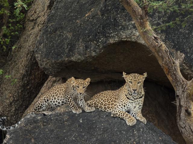 Perwa Rajasthan India Tours | Wild Rajasthan | Wild Frontiers