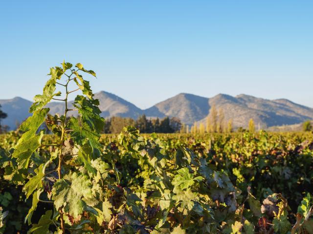 Visit a virtual Chilean vineyard