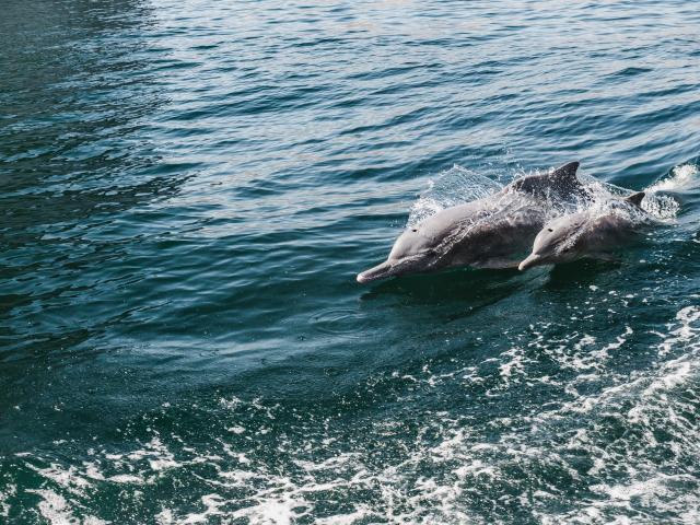 Seek out dolphins in Muscat Bay