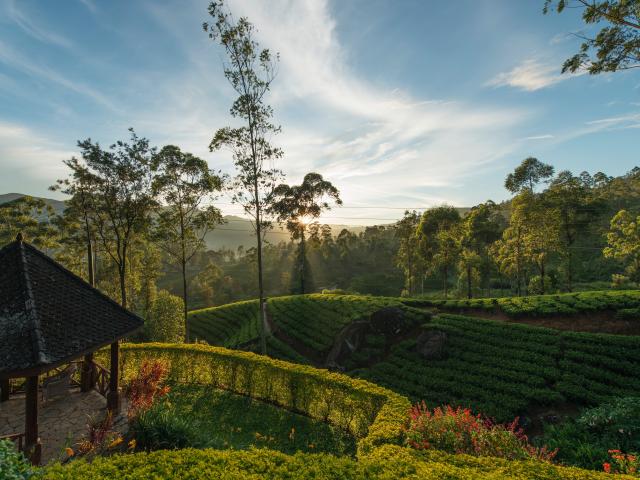 Visit a tea plantation