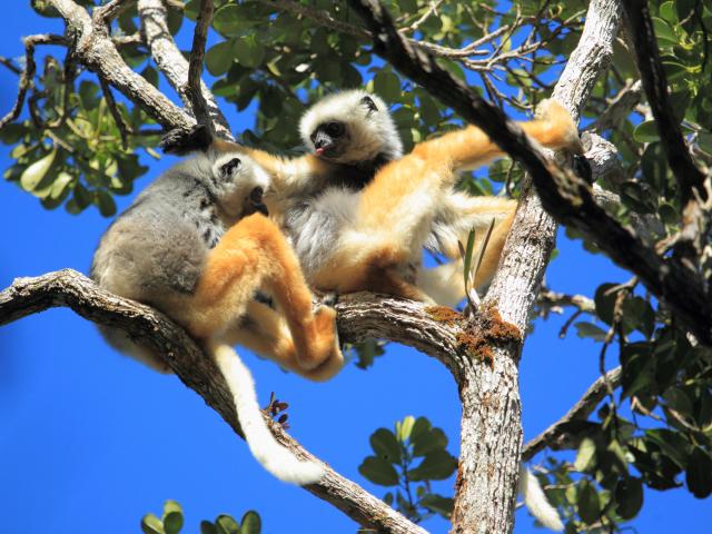 Track lemurs in Isalo