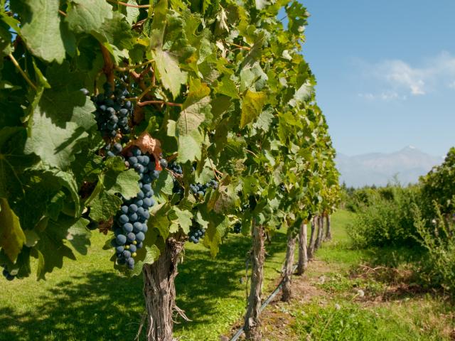 Enjoy a wine tour and tasting