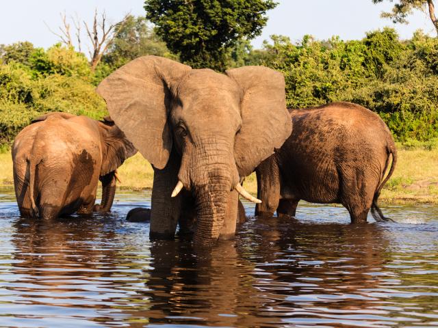 Search for big game in Chobe