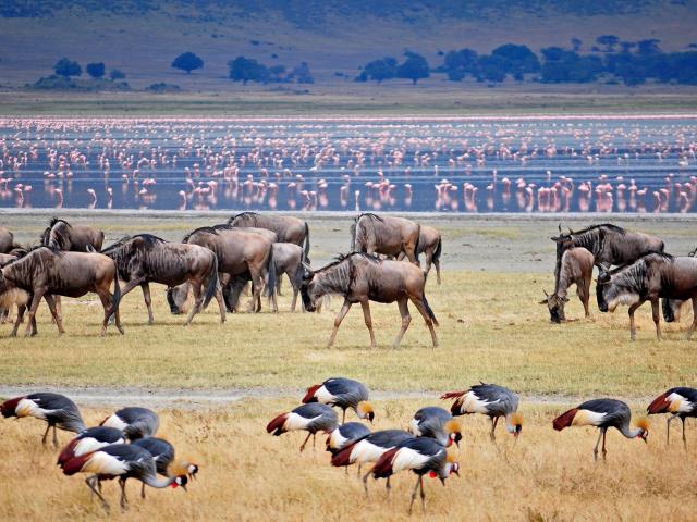See the Great Wildebeest Migration
