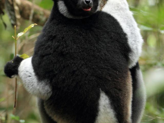 Track the Indri Indri lemur