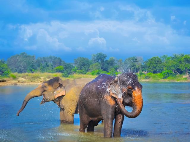 Go on a wildlife safari in Chitwan