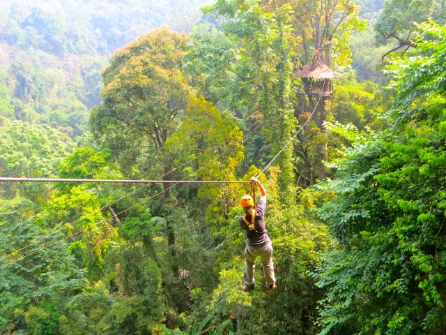 Fly through the rainforest canopy