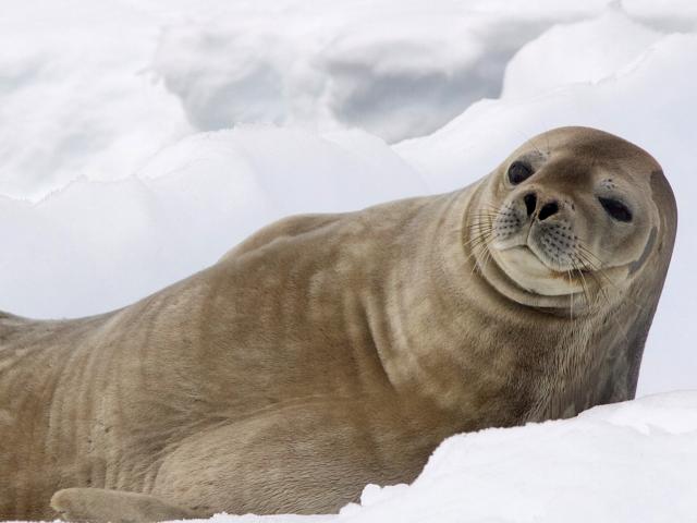 Antarctica: Marine Mammal Science Voyage