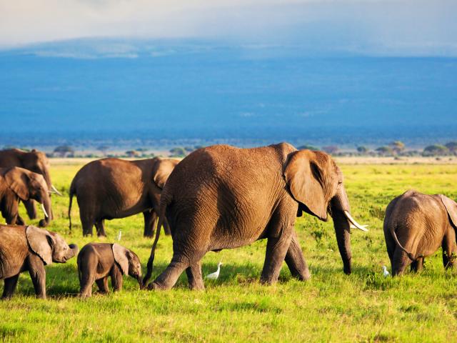 See herds of elephants