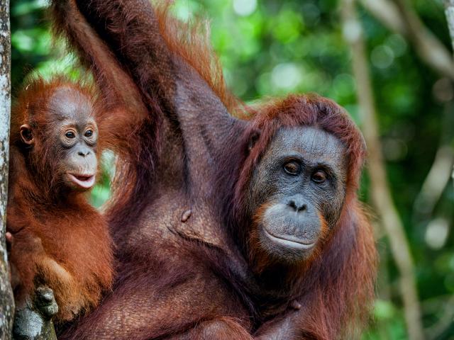 Visit the Orangutan Rehab Centre
