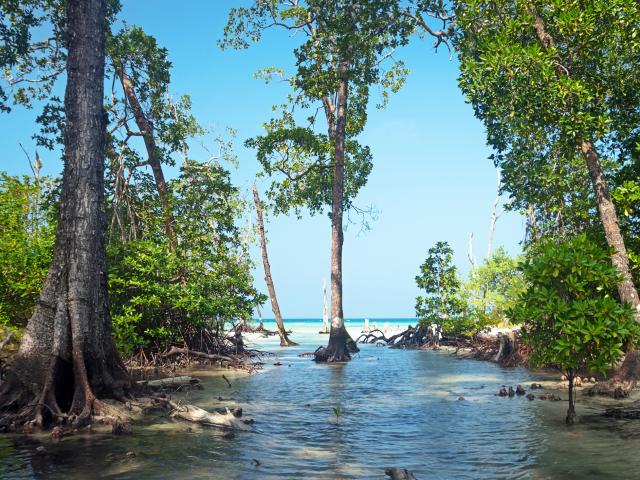 Kayak through mangrove forests
