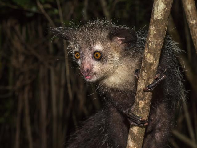 See some of the rarest lemurs