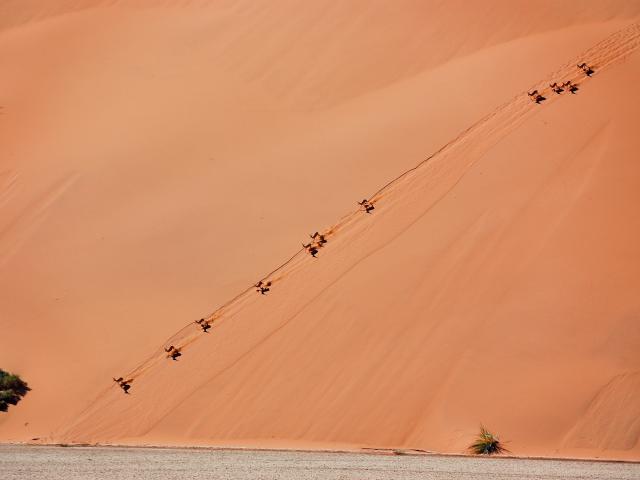 Experience a desert dune safari