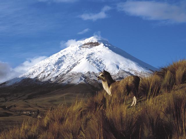 Admire views of snow-capped Cotopaxi