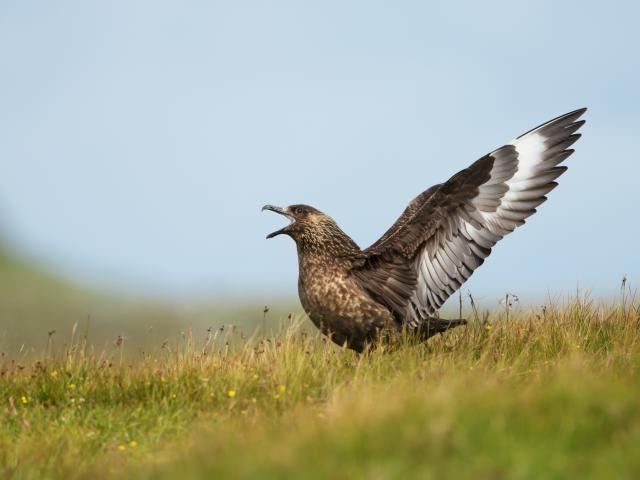 See Shetland's famed wildlife