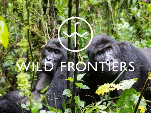 GORILLAS AND CHIMPS WITH KATE HUMBLE